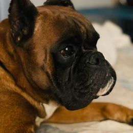 Hugo - Boxer