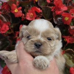 Cream Girl - Cream and white female Shih Tzu puppy in Vinita, Oklahoma from Locust Creek Shih Tzu & Havanese