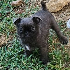 Blue rough - Blue male Brussels Griffon puppy in Fyffe, Alabama from BamaBrussels