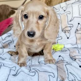 Butters READY TO GO - Cream male Dachshund puppy in Hornbeck, Louisiana from A&Z Mini Dachshunds