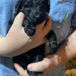 Green striped collar - Black female Labradoodle puppy in Mc Cook, Nebraska from Powers Doodles