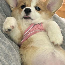 Pembroke Welsh Corgi Puppies from GLC Corgis