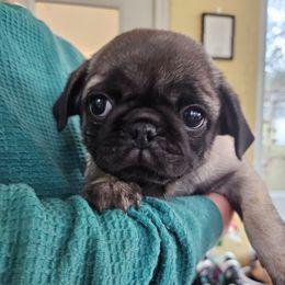 Fawn Boy 1 - Fawn male Pug puppy in Rutherfordton, North Carolina from Sweetie Pie Pugs