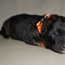 Mac - Sable male German Shepherd puppy in Pickens, South Carolina from Von Maqqedah Haus German Shepherds