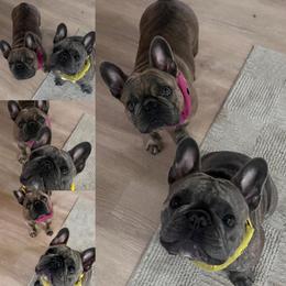 French Bulldog Puppies from Kismet French Bulldogs