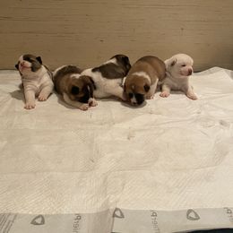 Akita Puppies from Gloe Akita's