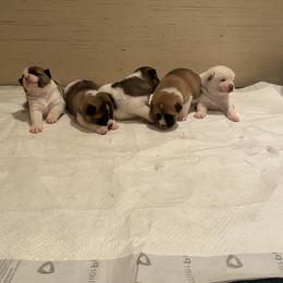 Akita Puppies from Gloe Akita's