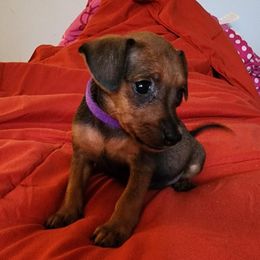 Girl 2 - female Miniature Pinscher puppy in Momence, Illinois from Rock of Ages Kennel