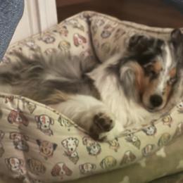 Shetland Sheepdog All Grown Up from Rosmoor