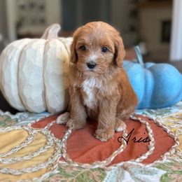 Iris - Apricot female Australian Labradoodle puppy in Nashville, Tennessee from SF Australian Labradoodles