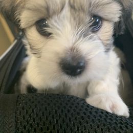 Coton de Tulear Puppies from Catawba Cotons