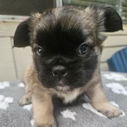 Harvey (FLUFFY) - Fawn brindle and white male French Bulldog puppy in Bend, Oregon from High Lakes Frenchies