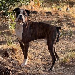 Pick 8 of two litters - Brindle female Boxer puppy in Madras, Oregon from BnT Boxers