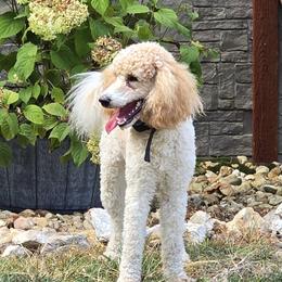 Poodle All Grown Up from Bella's Beauties Moyen Poodles