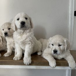 Golden Retriever Puppies from Columbia Ridge Goldens