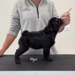 Pug puppies from Lazuli Pugs