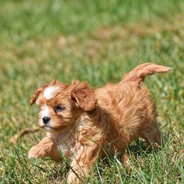 Rosie - Red female Cavapoo puppy in Narvon, Pennsylvania from Stoltzfus Family Puppies (license number 18844)