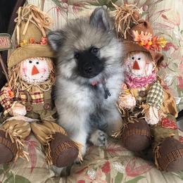 Girl 2 - Black and silver female Keeshond puppy in Fayetteville, Tennessee from Erbekees-Keeshonden