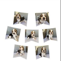 3rd Choice Baby Boy - Black tan and white male Beagle puppy in Monticello, Georgia from Beaglelove