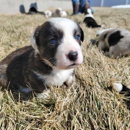 Cardigan Welsh Corgi Puppies from Star N Cardigan Corgis