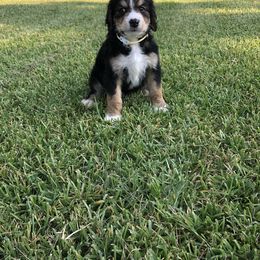 Bernedoodle and Goldendoodle Puppies from Heartfelt GoldenDoodles
