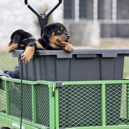 Rottweiler Puppies from Maniac Kennels