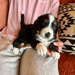 Bernedoodle puppies from Elevated Standards NC