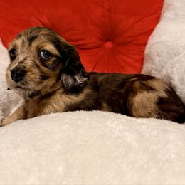 Maize - Red female Dachshund puppy in Nampa, Idaho from 208 Wiener Wiggle Butts LLC