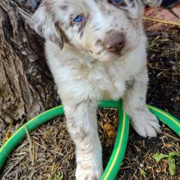 Australian Shepherd Puppies from Southern Boy Blues Aussies