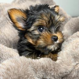 Sammie - Black and gold female Yorkshire Terrier puppy in Palmdale, California from Pucci Pawfect