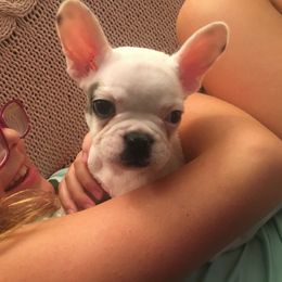 French Bulldog Puppies from 805 Founding Frenchies