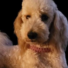 Karis - Goldendoodle