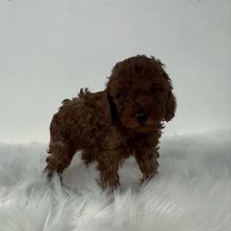 Fonzy - Red  male Poodle puppy in Houston, Texas from YZC Frenchies at 4C Ranch