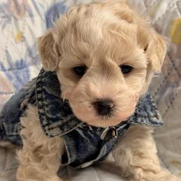 Bruno - Cream male Maltipoo puppy in Bakersfield, California from Silvia's Maltipoos