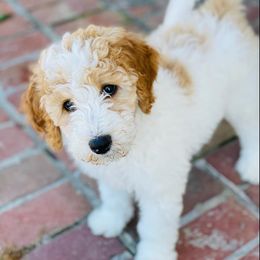 Bernedoodle, Goldendoodle, and Poodle Puppies from Southern Enchanted Doodles