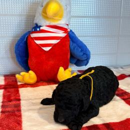 Netherlands - Black female Goldendoodle puppy in Houston, Texas from Were The Mack'Doodles