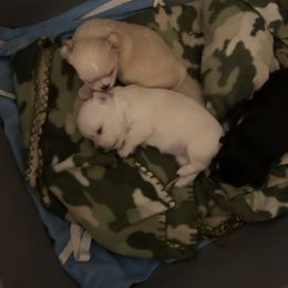 American Staffordshire Terrier and Chihuahua Puppies from Bellastaff