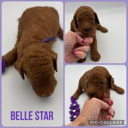 Belle Star - Red  female Poodle puppy in Mount Vernon, Illinois from AMC Poodles