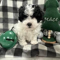 Dachshund and Shichon Puppies from J & C Puppies