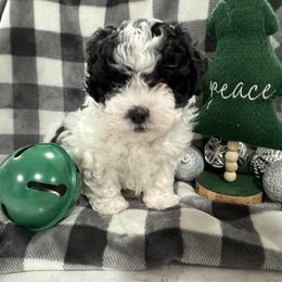 Dachshund and Shichon Puppies from J & C Puppies