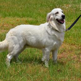 Molly - Golden Retriever