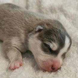 Todd - Gray and white male Pomsky puppy in Stover, Missouri from Lx2 County Line Pomskies