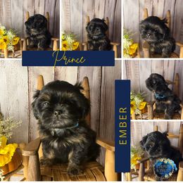 Prince Ember (Prince C) - Black and tan male Shih Tzu puppy in Xenia, Ohio from Crown & Tress Shih Tzu
