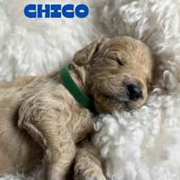 Chico - Apricot male Goldendoodle puppy in Miami, Florida from Kalidoodlee