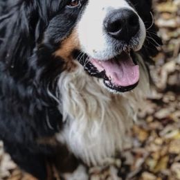 Bernese Mountain Dogs from Mountain Bliss