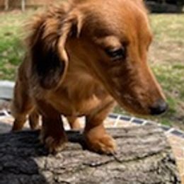 Dachshunds from All About Pets