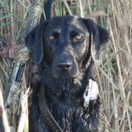 Labrador Retrievers from Saltgrass Retrievers
