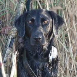 Labrador Retrievers from Saltgrass Retrievers