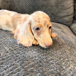 Caspen - Fawn (isabella) and tan male Dachshund puppy in Magnolia, Texas from Carrie’s Countryside Dachshunds
