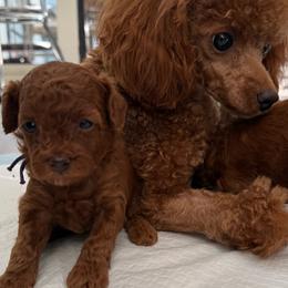Merida - Poodle